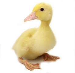 Cute duckling on white