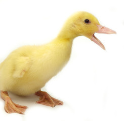 Cute duckling on white
