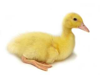 Cute duckling on white