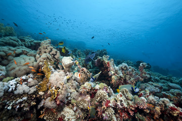 Coral and fish in the Red Sea