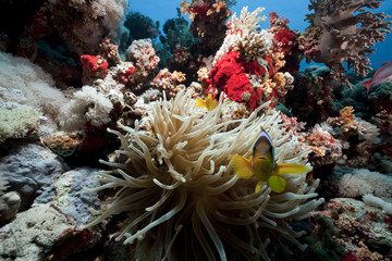 Fototapeta na wymiar Anemonefish and anemone in the Red Sea