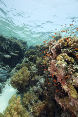 Coral and fish in the Red Sea