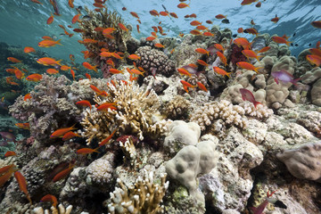 Naklejka na ściany i meble Coral and fish in the Red Sea