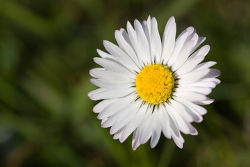 Kamille, Matricaria inodora