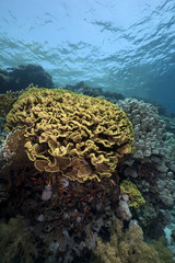 Naklejka na ściany i meble leaf coral in the Red Sea