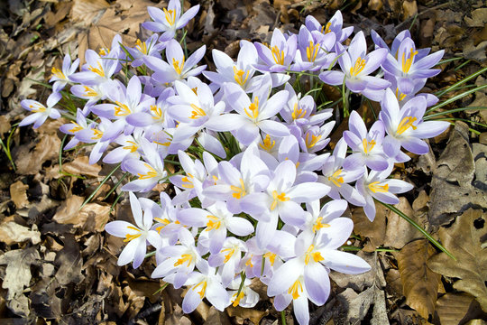 Krokus-Hybriden in Herbstlaub