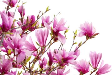 Abwaschbare Fototapete Magnolie Magnolienzweige
