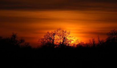 Fototapeta na wymiar Beautiful sunset and tree silhouette under forest