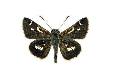 Butterfly - Barred Skipper, Dispar compacta