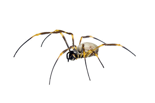 Golden Orb-weaving Spider, Nephila maculata