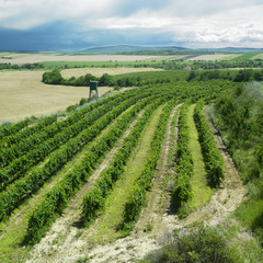 Fototapeta na wymiar winnicy, Republika Czeska