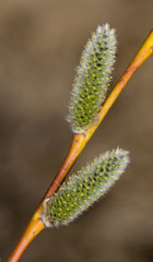 Branch of a willow
