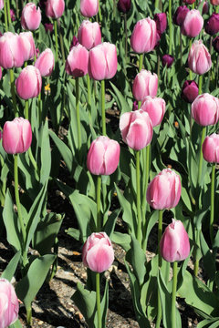 rows of tulips