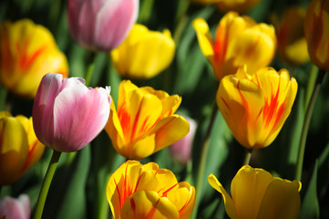 beautiful fresh tulips flowers