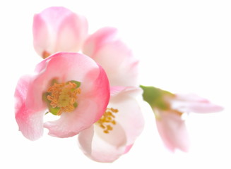Fototapeta na wymiar Apple flower