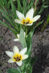 Beautifully blossoming white tulips