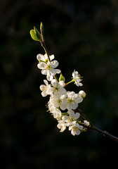 Plum Blossom