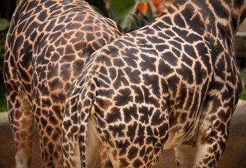 Naklejka premium Giraffe patterns