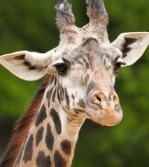 Photo sur Plexiglas Girafe Giraffe portrait