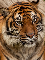 Naklejka premium Tiger portrait