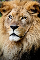 Fototapeta premium Lion portrait