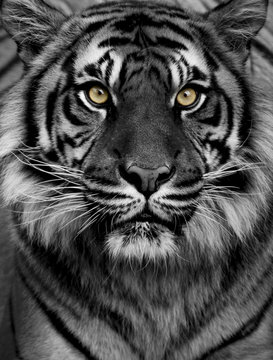 Tiger eyes