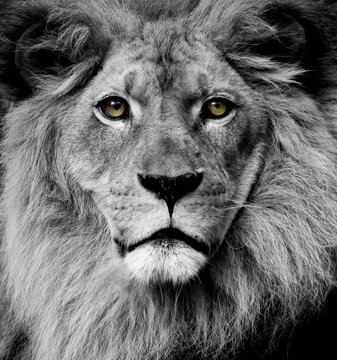 Lion eyes