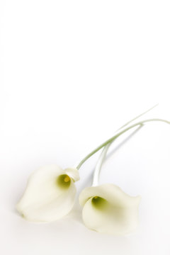 Fototapeta Weisse Callas