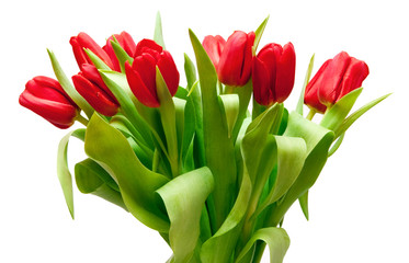 red tulips