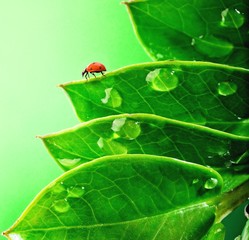 Ladybug on a fresh green leaves .