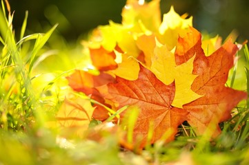 Autumn leaves background .