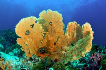 Sea Fan © piboon