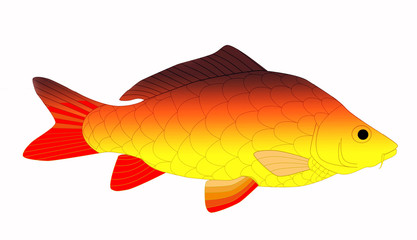 beautiful carp