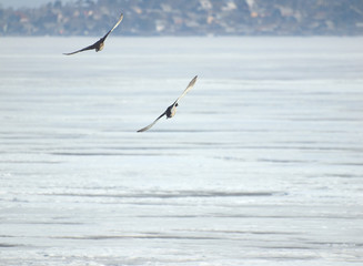 Birds above lake