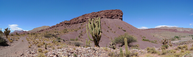 Montagne et cactus