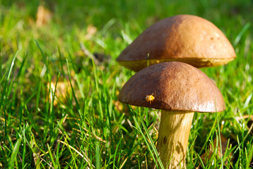 Two boletus in autumn sunshine with laydybird - Horizontal