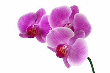 Naklejka na ściany i meble lila orchidea