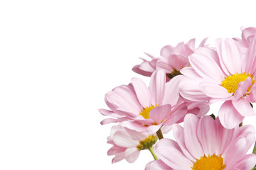 pink daisy flowers