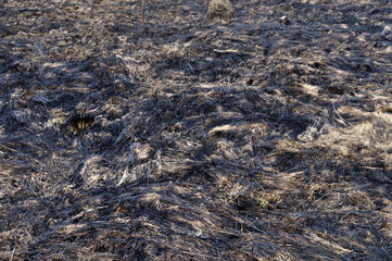 Burnt dry grass on the ground