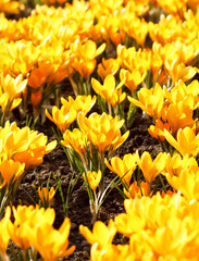 rich spring flowers.