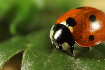 Marienkäfer