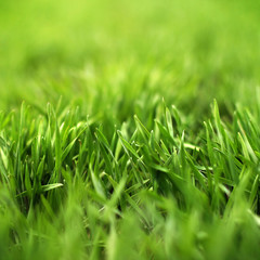 Green grass