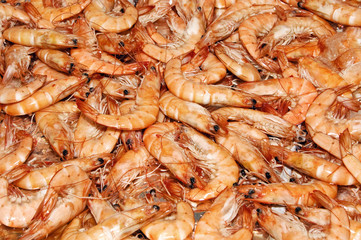 shrimps