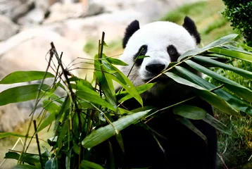 Crédence de cuisine en verre imprimé Panda Un panda géant mange du bambou
