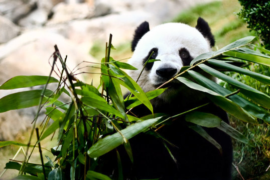 Fototapeta A giant panda is eating bamboo
