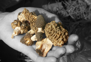cueillette de morilles