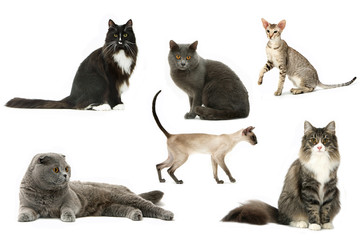cinq chats différents sur fond blanc - montage