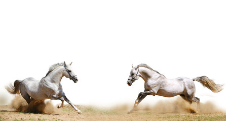 white horses
