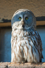 Closeup portrait of an owl. Strix uralensis