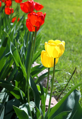 Spring field with red and yellow tulips shallow depth